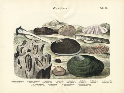 Mięczaki, ok. 1860 r. (litografia kolorowa) autorstwa German School
