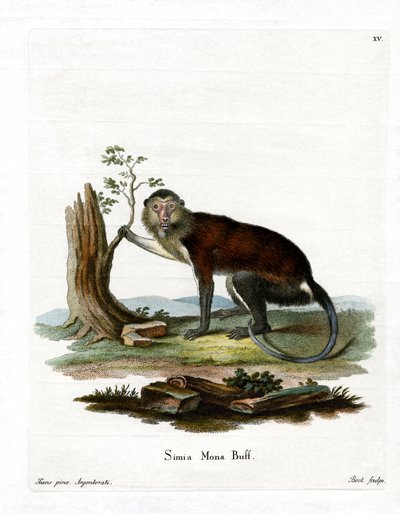 Mona Monkey (kolorowy grawerunek) autorstwa German School