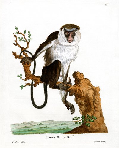 Mona Monkey (kolorowy grawerunek) autorstwa German School