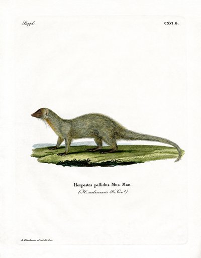 Mongoose (kolorowy grawer) autorstwa German School