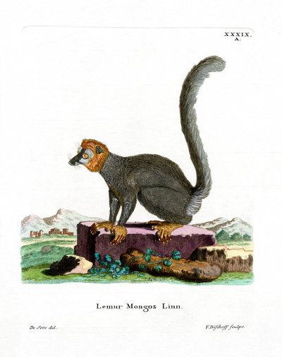 Lemur Mongoose (kolorowy grawerunek) autorstwa German School