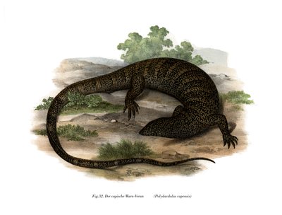 Monitor Lizard (kolor lito) autorstwa German School