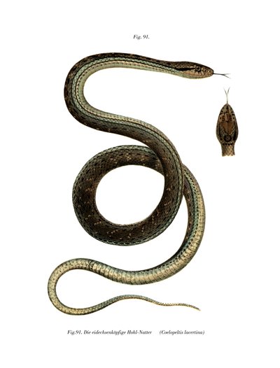 Montpellier Snake (kolor lito) autorstwa German School