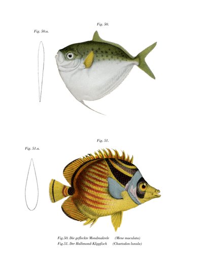 Moonfish (kolor lito) autorstwa German School