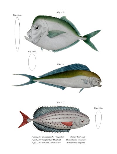 Moonfish (kolor lito) autorstwa German School