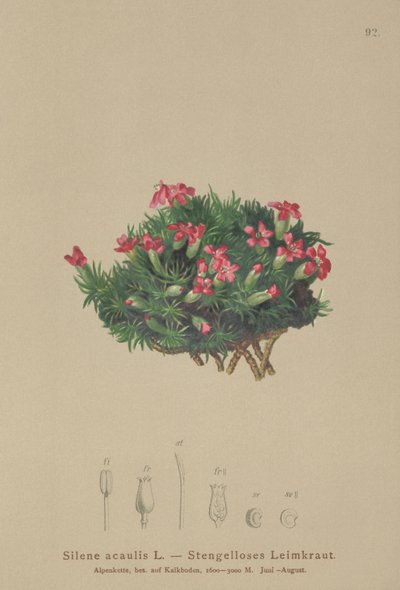 Mech Campion (Silene acaulis) autorstwa German School
