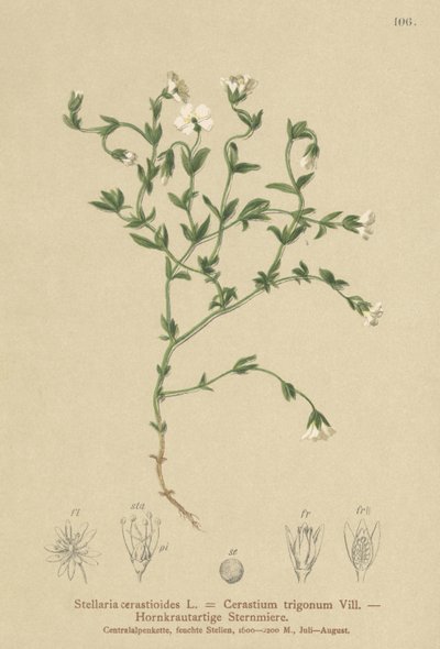 Chwalca górska (Stellaria cerastioides, Cerastium trigonum) autorstwa German School