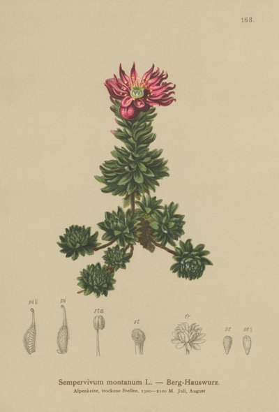 Rojnik górski (Sempervivum montanum) autorstwa German School