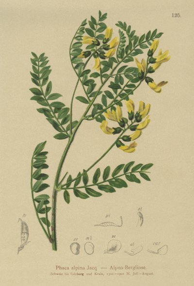 Soczewica górska (Phaca alpina, Astragalus alpinus, Astragalus penduliflorus, Colutea alpina, Phaca alpina, Tragacantha penduliflora) autorstwa German School