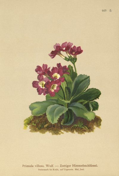 Pierwiosnek górski (Primula villosa) autorstwa German School