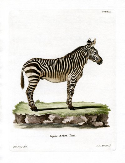 Zebra górska (kolorowy grawerunek) autorstwa German School