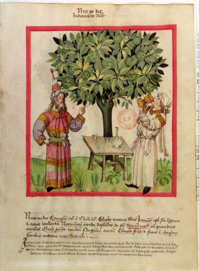 Ms.Lat.9333 fol.11 Zbiór gałki muszkatołowej, z Tacuinum Sanitatis autorstwa German School