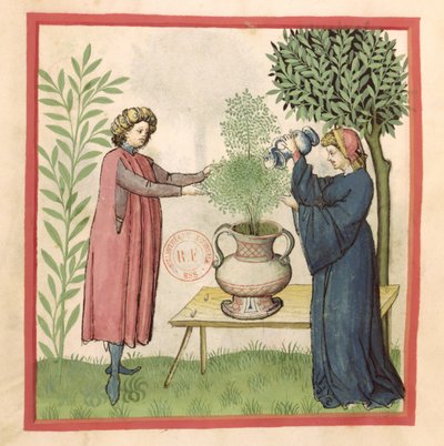 Pani Lat 9333 fol.30 Majeranek, z Tacuinum Sanitatis autorstwa German School