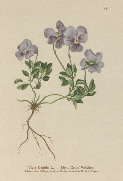 Góra Cenis Pansy (Viola Cenisia) autorstwa German School