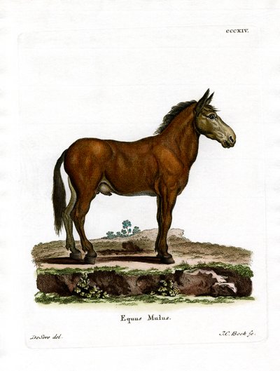 Mule (kolorowy grawer) autorstwa German School