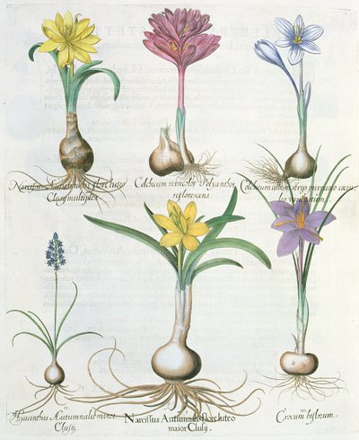 Narcyzy, krokusy i hiacynt: 1. Narcissus autumnalis; 2.Hyacinthus autumnalis; 3.Crocum biflorum; 4. Album kolchium; 5.Colchium versicolor; 6. Narcissus autumnalis, z Hortus Eystettensis autorstwa Ba autorstwa German School