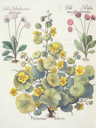 Nasturcje i stokrotki: 1.Nasturtium indicum; 2.Bellis Sylvester minor, pełna czerwonych kwiatów; 3.Bellis Sylvestri minor flore mixta, z Hortus Eystettensis Basila Beslera (1561-1629), wyd. 1613 autorstwa German School