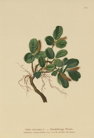 Wierzba siatkowata (Salix reticulata) autorstwa German School