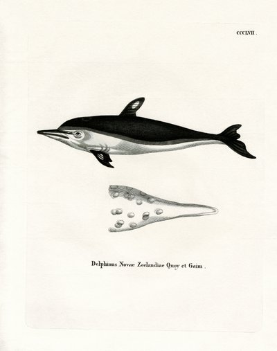 New Zealand Dolphin (kolorowy grawerunek) autorstwa German School