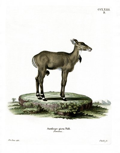 Nilgai (kolorowy grawerunek) autorstwa German School