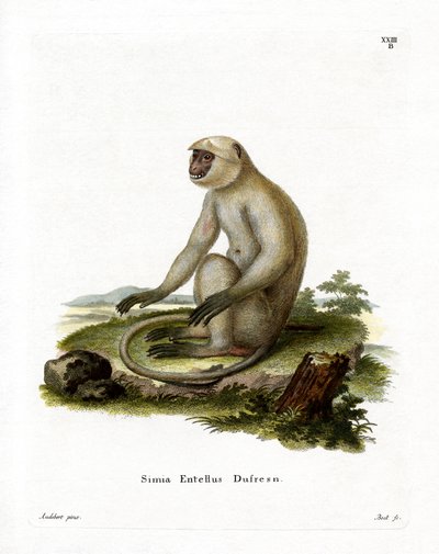 Northern Plains Grey Langur (kolorowy grawerunek) autorstwa German School