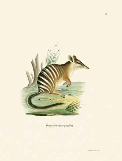 Numbat (kolorowy grawerunek) autorstwa German School