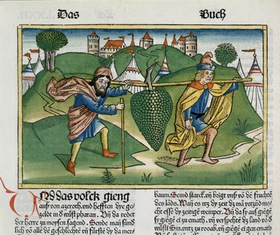 Liczb 13 23 Winogrona Eshcol, z Biblii Norymberskiej (Biblia Sacra Germanica) (kolorowy drzeworyt) autorstwa German School