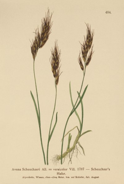 Owsianka (Avena Scheuchzeri, Avena versicolor, Avena alpina) autorstwa German School