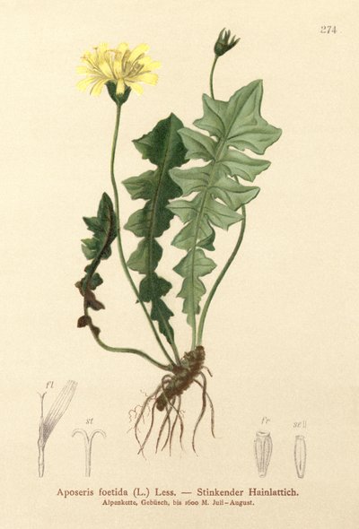 Sałatka z pachnącej świni (Aposeris foetida) autorstwa German School
