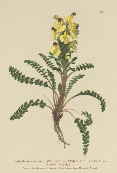 Przylaszczka pospolita (Pedicularis versicolor, Pedicularis Oederi) autorstwa German School