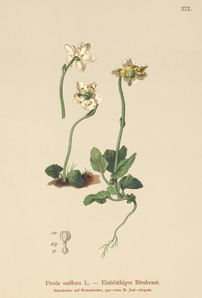 Zimozielony jednokwiatowy (Pirola uniflora, Pyrola uniflora, Moneses uniflora, Monesis uniflora) autorstwa German School