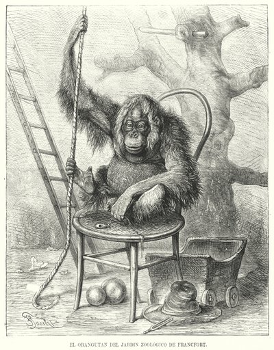 Orangutan w zoo we Frankfurcie, Niemcy (lito) autorstwa German School