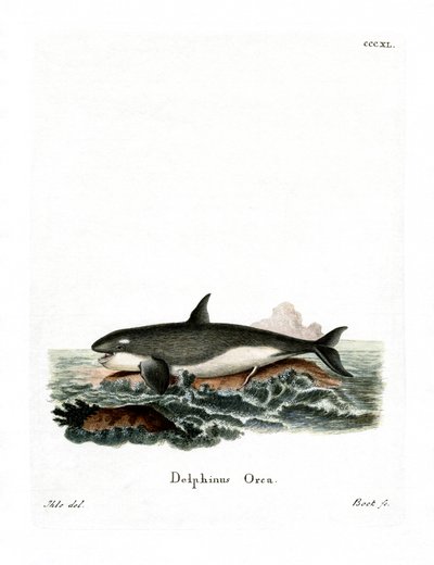 Orca (kolorowy grawer) autorstwa German School