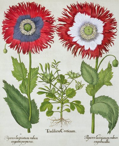 Maki ozdobne, z Hortus Eystettensis Basila Beslera (1561-1629), wyd. 1613 autorstwa German School