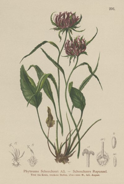 Oksford Ramion (Phyteuma Scheuchzeri) autorstwa German School