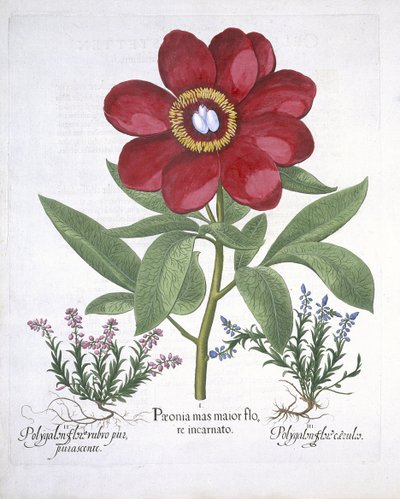 Paeony i dwa Polygalony, z Hortus Eystettensis, Basil Besler (1561-1629) wyd. 1613 (ręcznie kolorowane grawerowanie) autorstwa German School