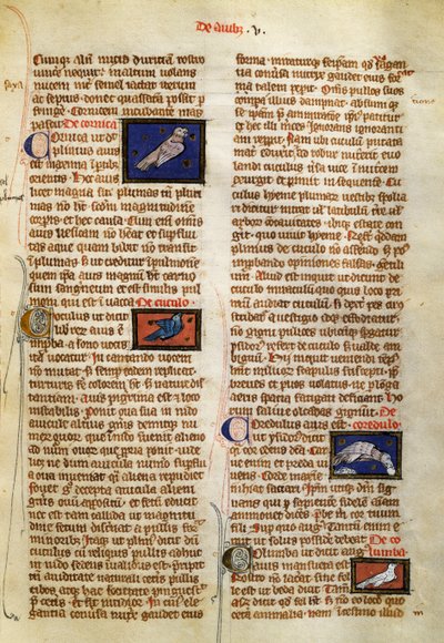 Strona z De Natura Rerum o ptakach, Albertus Magnus (około 1200-1280) autorstwa German School