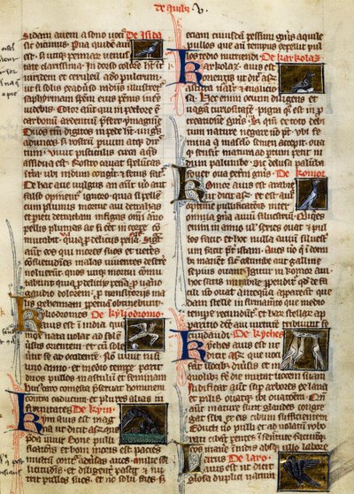 Strona z De Natura Rerum o ptakach, Albertus Magnus (około 1200-1280) autorstwa German School