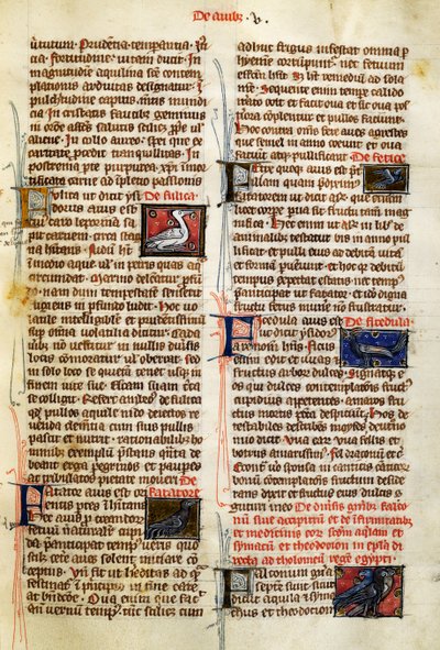 Strona z De Natura Rerum o ptakach, Albertus Magnus (około 1200-1280) autorstwa German School