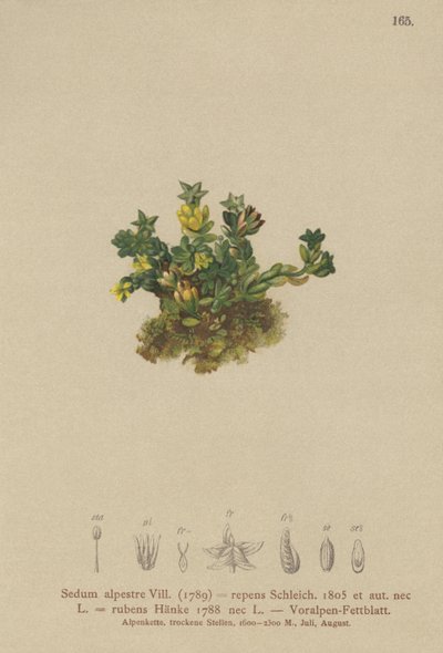 Rozchodnik blady (Sedum alpestre, Sedum repens, Sedum rubens) autorstwa German School