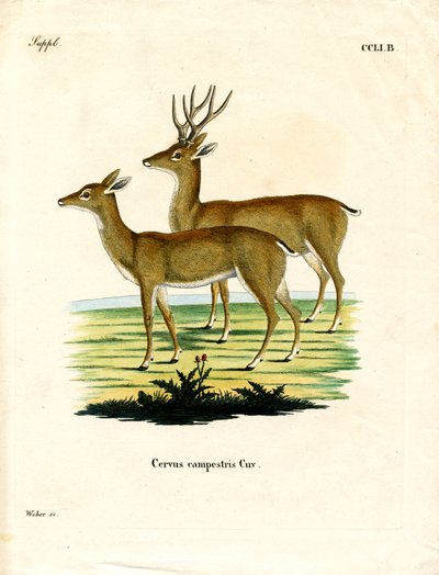 Pampas Deer (kolorowy grawerunek) autorstwa German School