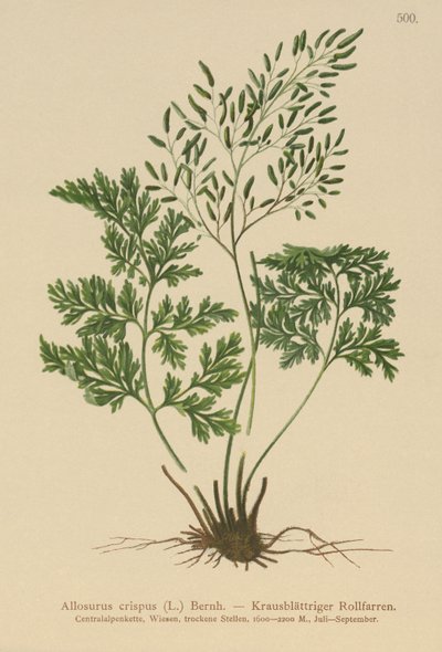 Paproć Pietruszka (Allosurus crispus, Cryptogramma crispa, Osmunda crispa, Allosorus crispus) autorstwa German School