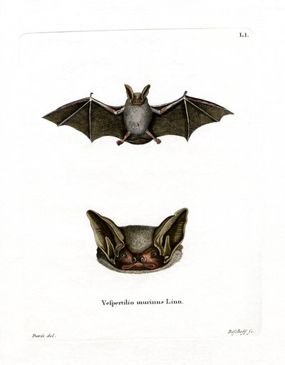 Particoloured Bat (kolorowy grawerunek) autorstwa German School