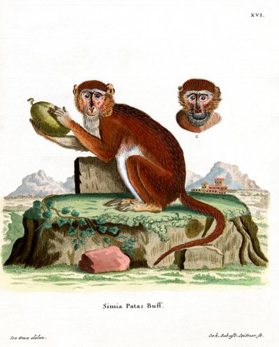 Pata Monkey (kolorowy grawerunek) autorstwa German School