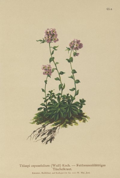 rzeżucha (Thlaspi cepaefolium) autorstwa German School