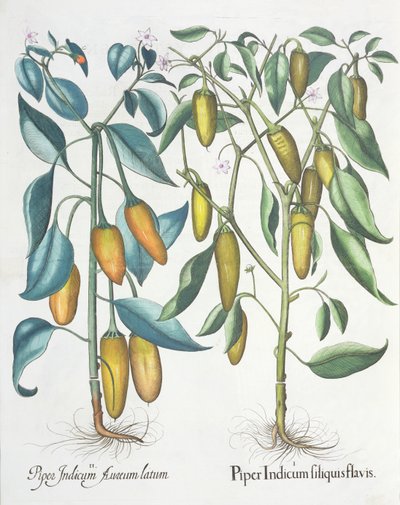 Papryka: 1.Piper żółta indyjska 2.Piper Indicum aureum latum, z Hortus Eystettensis Basila Beslera (1561-1629), wyd. 1613 autorstwa German School