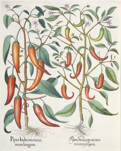 Papryka: 1.Piper Indicum longum; 2.Piper Indicum minus recurvis filiquis, z Hortus Eystettensis Basila Beslera (1561-1629), wyd. 1613 autorstwa German School