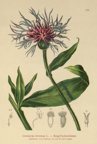 Wieloletni bławatek (Centaurea montana) autorstwa German School
