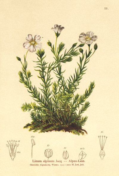 Len wieloletni (Alpenum, Linum perenne) autorstwa German School