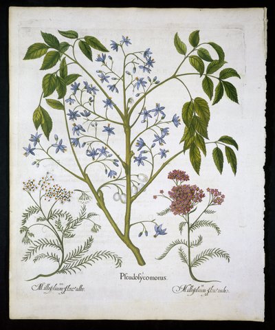 Perski Lilac lub Pride of India i Achillea Millefolium (Soldiers Woundwort) płyta 136 z Hortus Eystettensis autorstwa Basila Beslera (1561-1629) pub 1613 (ręcznie barwiony grawerunek) autorstwa German School